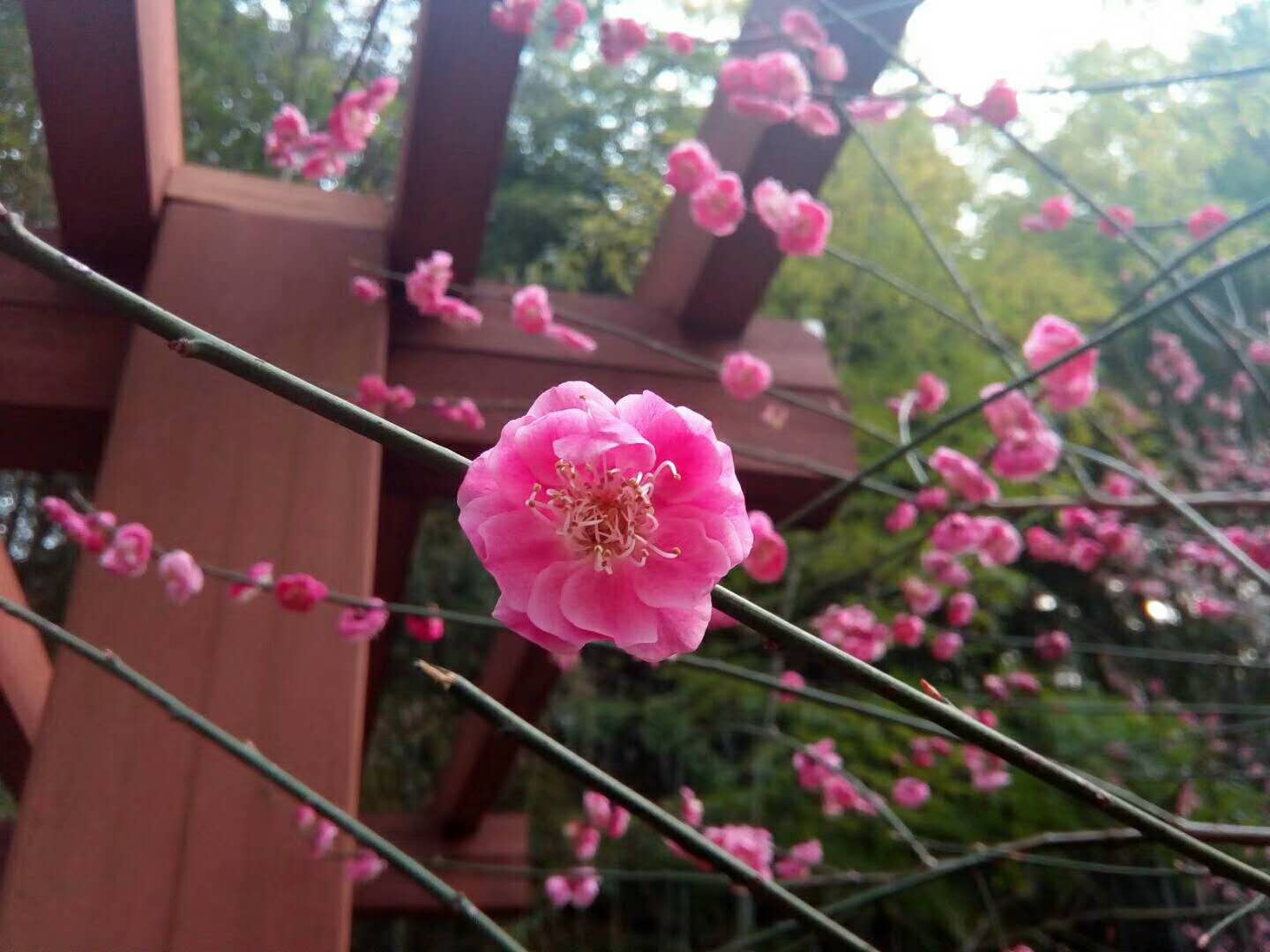 梅花QQ圖片20200228151615.jpg